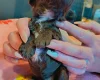 Cockapoo