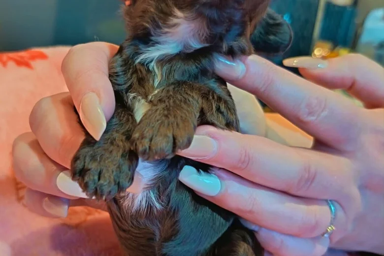 Cockapoo