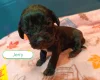 Cockapoo