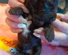 Cockapoo