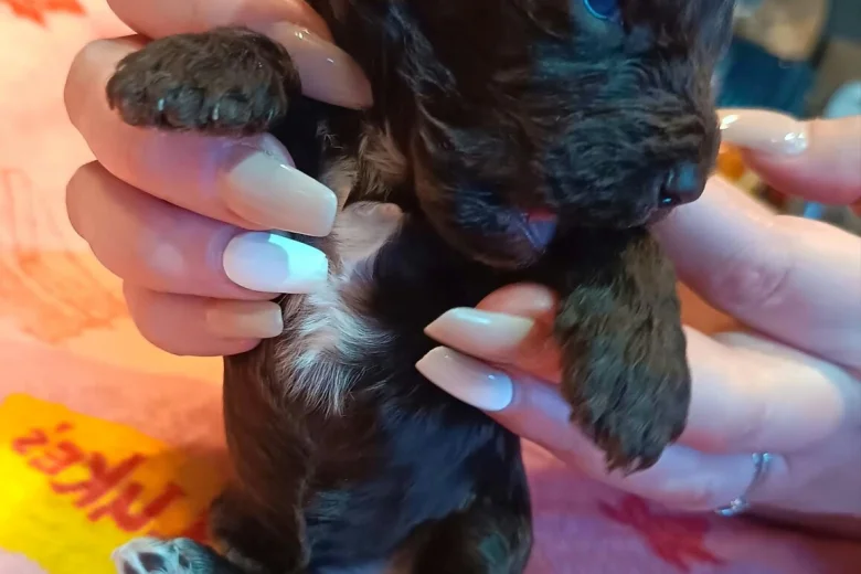 Cockapoo
