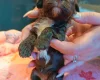 Cockapoo