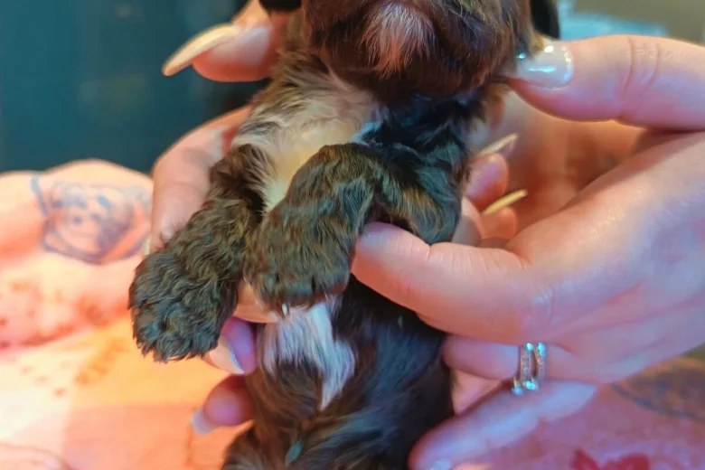 Cockapoo