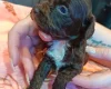 Cockapoo