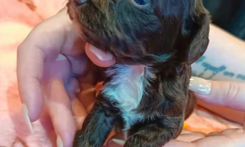 Cockapoo