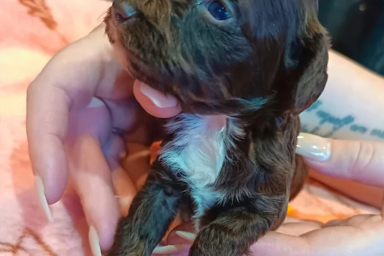 Cockapoo