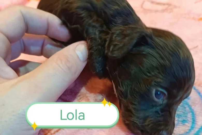 Cockapoo