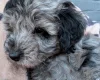 Cockapoo