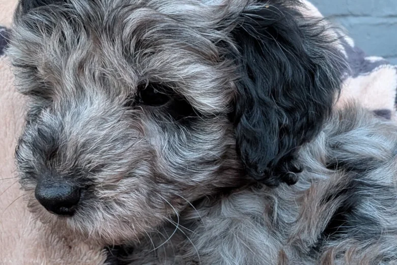 Cockapoo