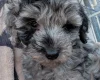 Cockapoo
