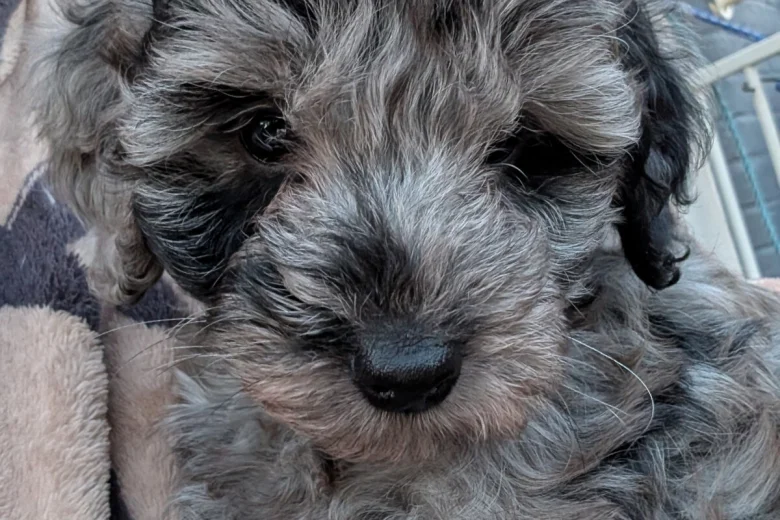 Cockapoo
