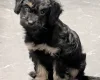 Cockapoo