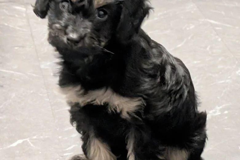 Cockapoo