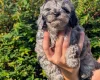 Cockapoo