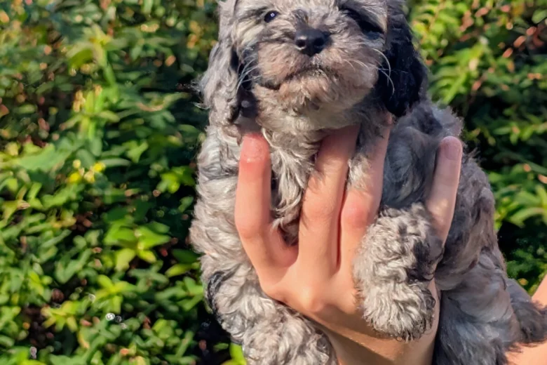 Cockapoo