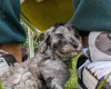 Cockapoo