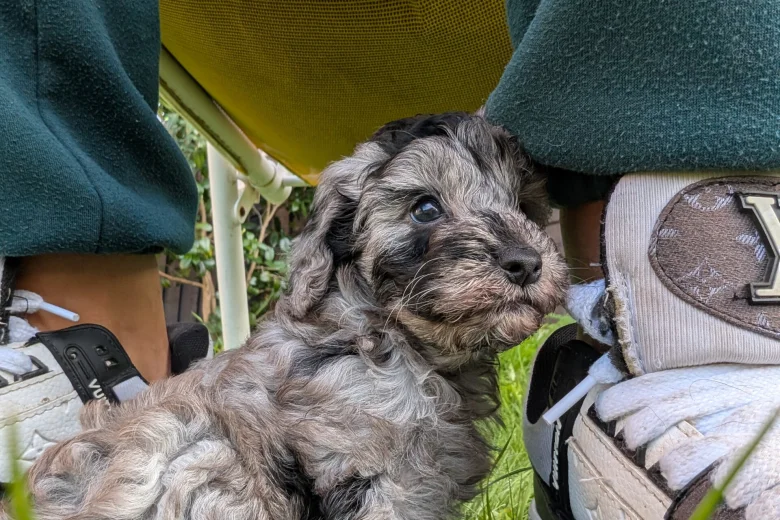 Cockapoo