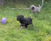 Cockapoo