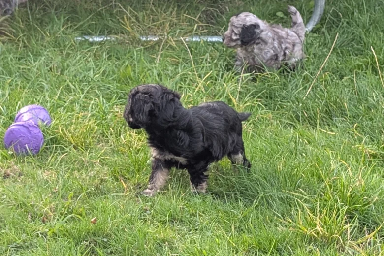 Cockapoo