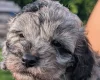 Cockapoo