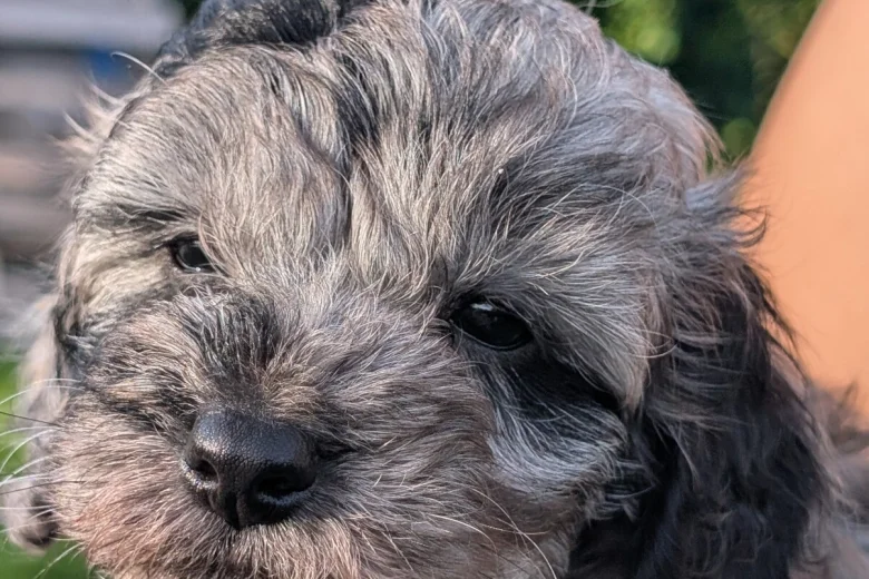 Cockapoo