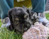 Cockapoo