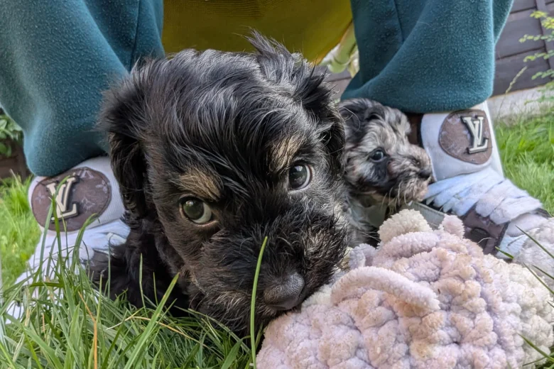 Cockapoo