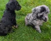 Cockapoo