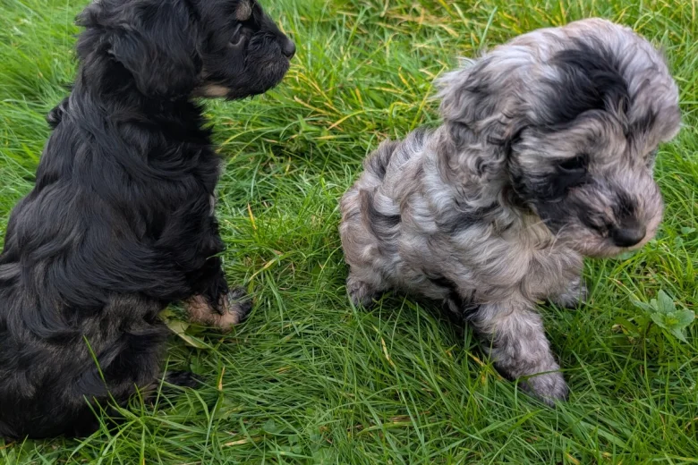 Cockapoo