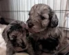 Cockapoo