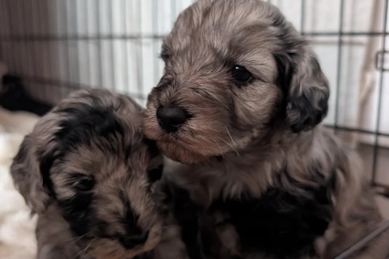 Cockapoo