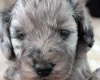 Cockapoo
