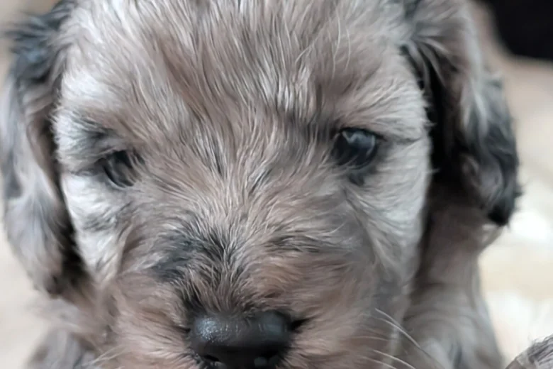 Cockapoo