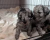 Cockapoo