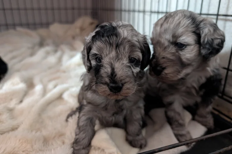 Cockapoo