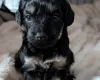 Cockapoo