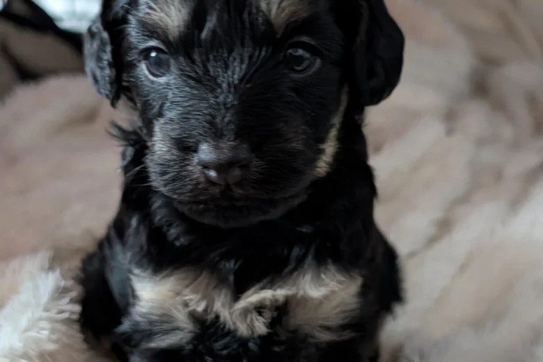 Cockapoo