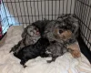 Cockapoo