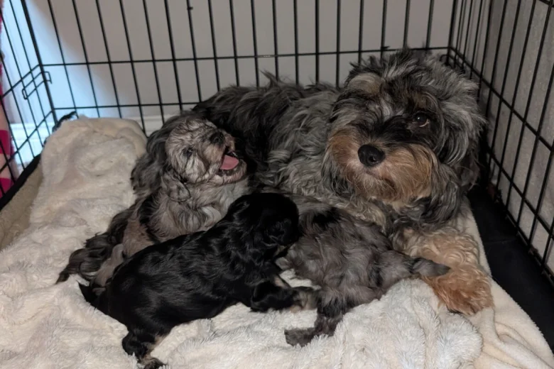 Cockapoo
