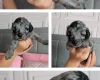 Cockapoo