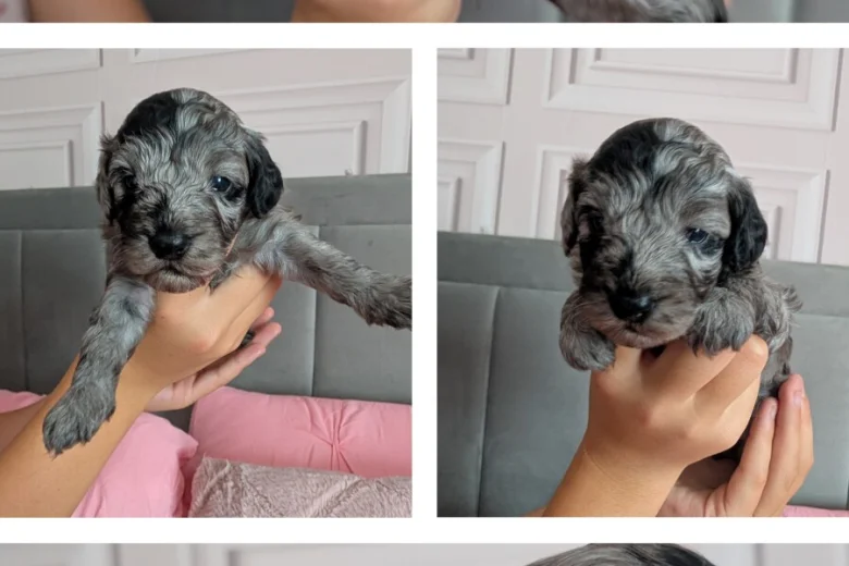 Cockapoo