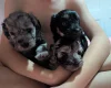 Cockapoo