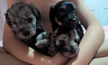 Cockapoo