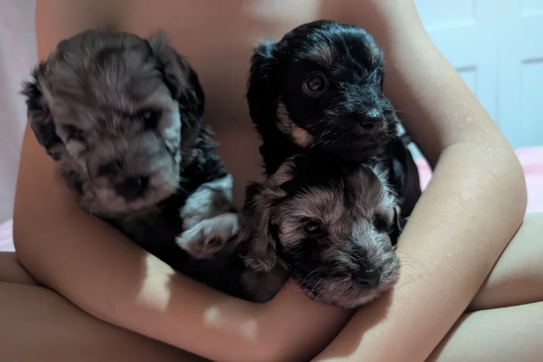 Cockapoo