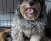 Cockapoo