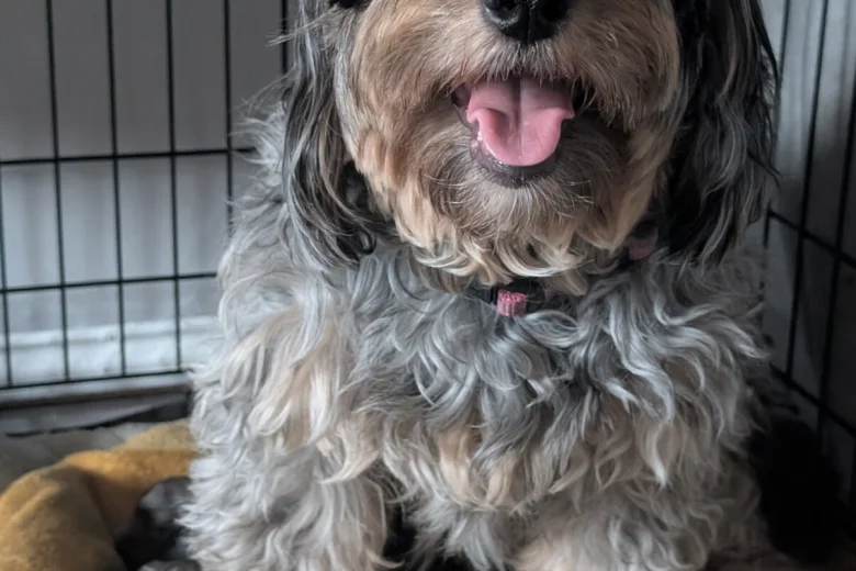 Cockapoo