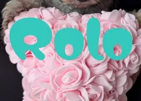 Rolo