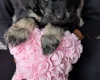 Cockapoo