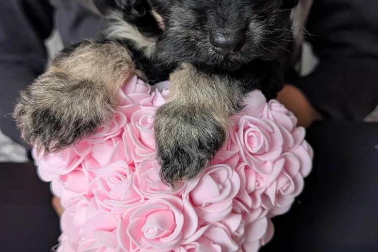 Cockapoo