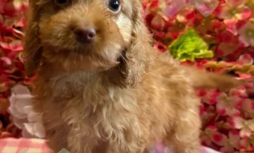 Cockapoo